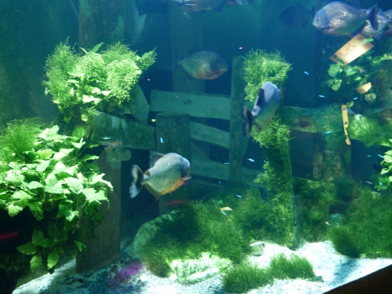 [Visite] Aquarium du grand Lyon Aquari17