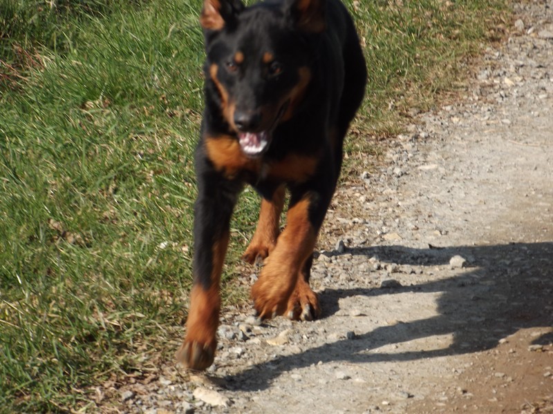 ELLIOT xBeauceron/Rottweiller 250269802064641 en FA Dscf0114