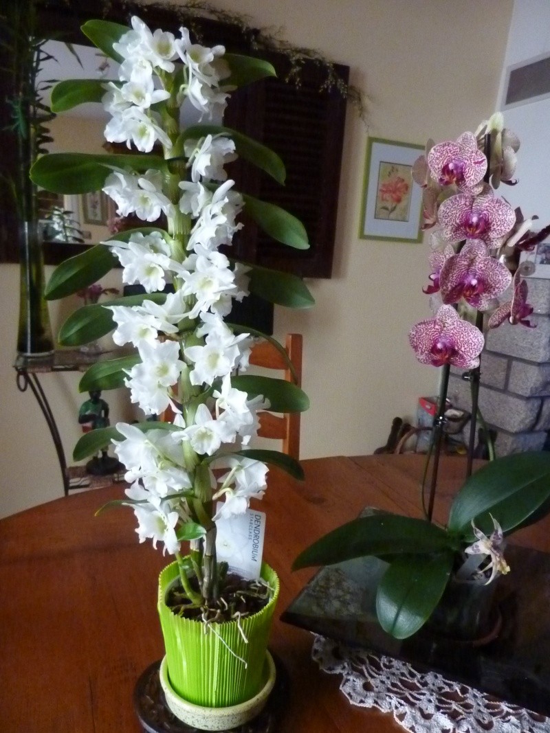 Orchidée - dendrobium P1150411