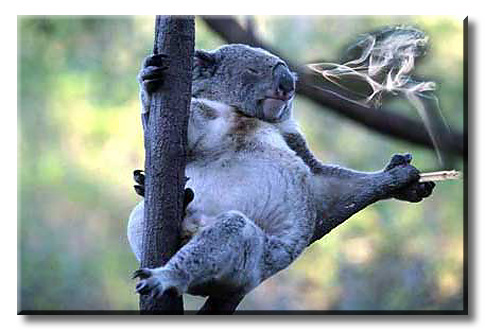 bonne blague Koala610
