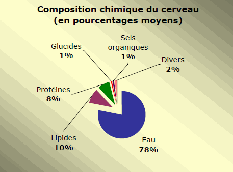 Un même type de connectivité pour le cerveau et l’univers? Cervea10