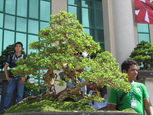 Vietnam International bonsai show - Page 3 12361010