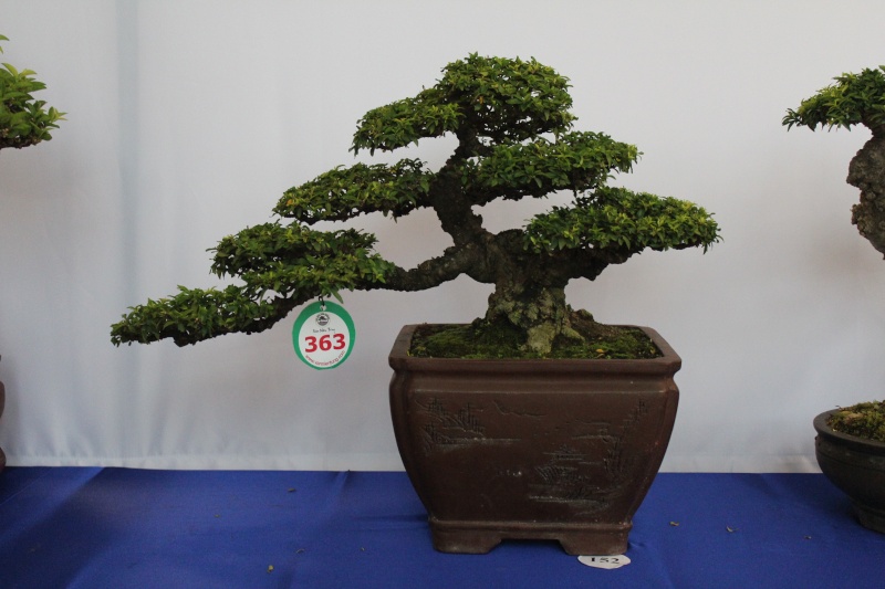 Vietnam International bonsai show Img_3019