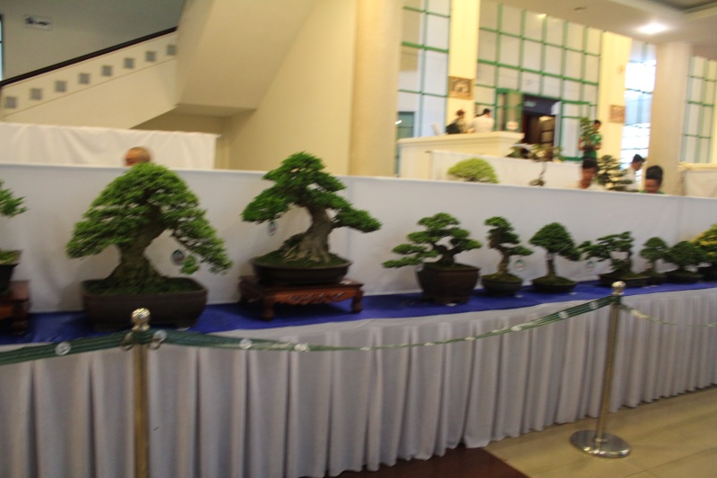 Vietnam International bonsai show Img_3510