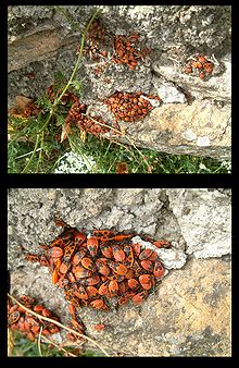Les bebettes 2011!! - Page 2 220px-10