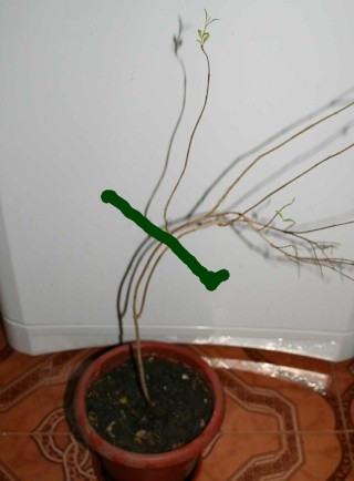 grenadier bonsai A12