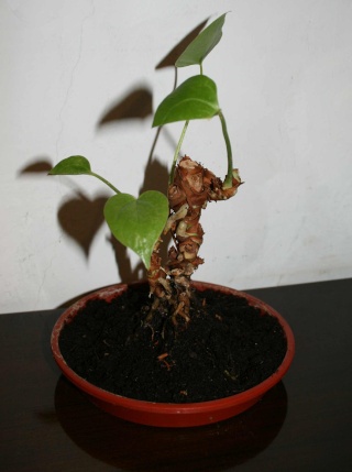 anthurium bonsai Anthur10