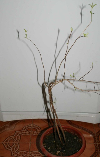 grenadier bonsai Grenad11