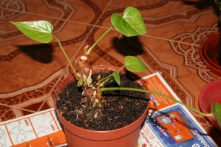 anthurium bonsai Img_9812