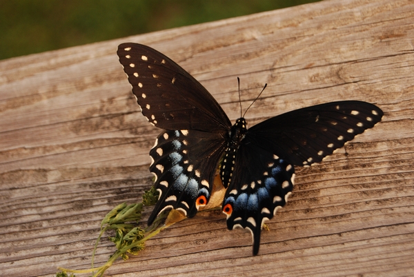 Black Swallowtail caterpillar  Rsdsc_10