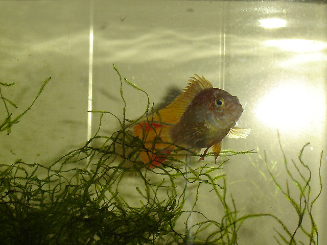 Apistogramma macmasteri "gold" Macmas11