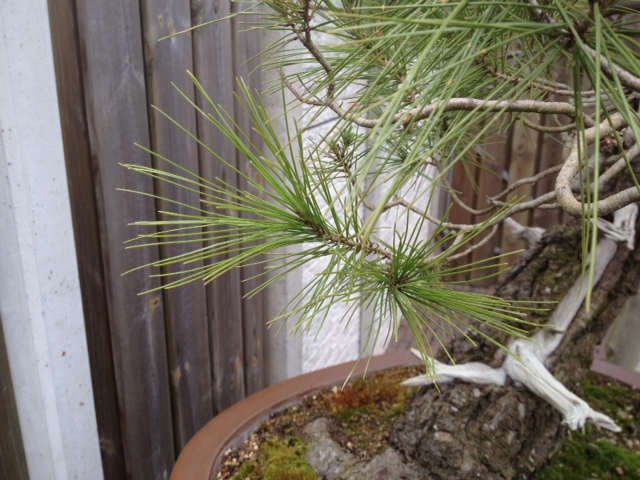 Pinus halepensis 1foto10