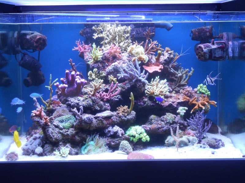 karlito's reef 2 - Page 5 Dscn1710