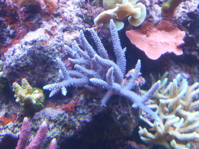 karlito's reef 2 - Page 5 Dscn1711