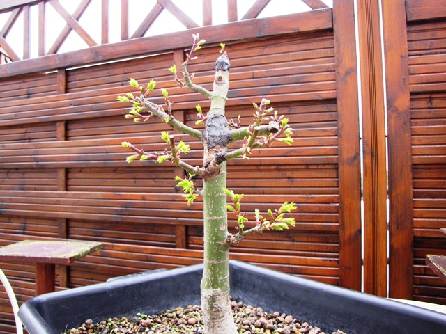 plant acer shishigashira pour formation en bonsai - Page 5 Img_5112