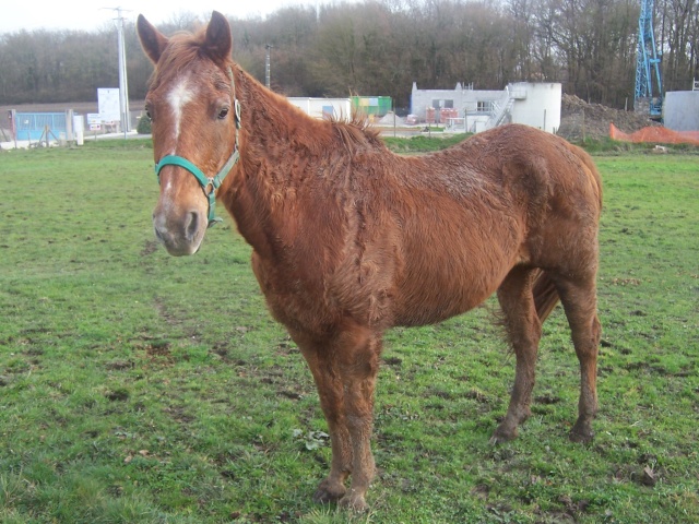 Cash in Bandit, QH 25 ans, sauvé par la solidarité générale (FA définitive Mr B.) A parrainer ! News_016