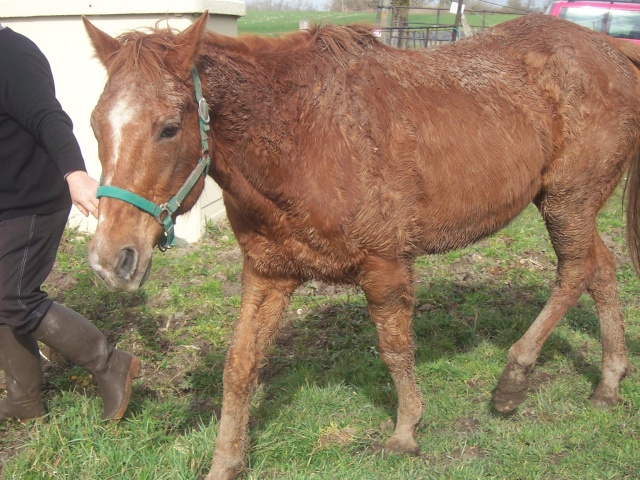 Cash in Bandit, QH 25 ans, sauvé par la solidarité générale (FA définitive Mr B.) A parrainer ! News_017