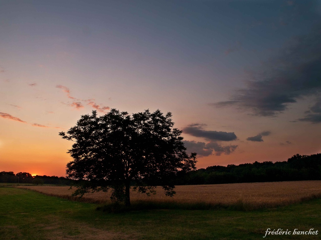 arbre au coucher du soleil Arbre_10