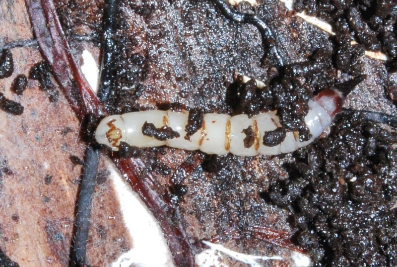 [Xylophagus sp. (larve)] Une larve Dsc_7410
