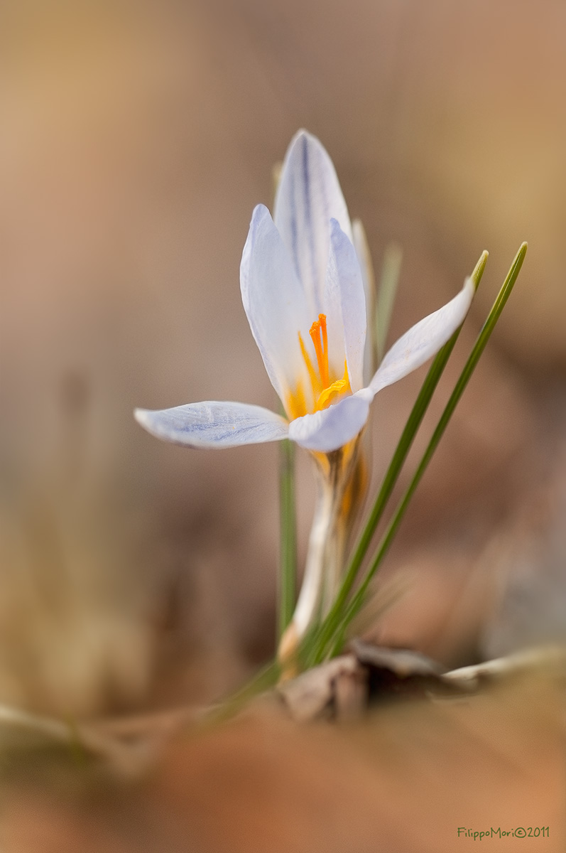 Primo Crocus.. Crocus10