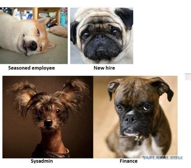 If Dogs worked in Offices..... Att00011