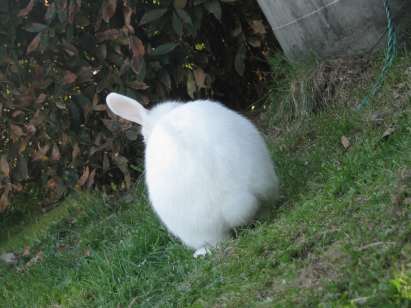 c'est l'histoire d'un lapin qui n'avait qu'une oreille... Img_4611