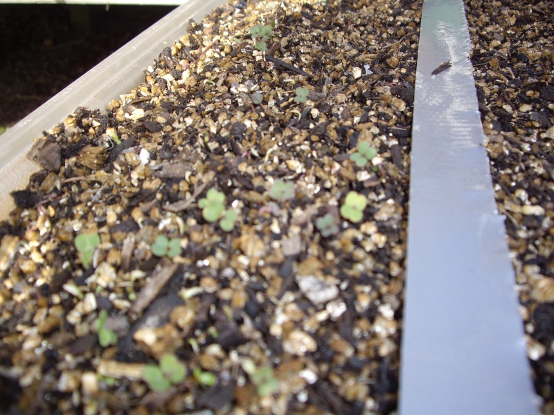 I'm making progress and gardens Lettuc10