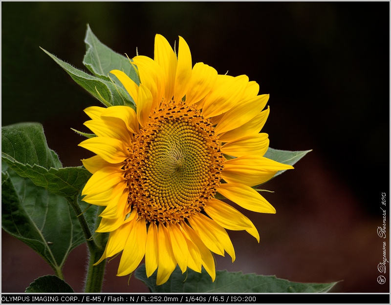 Tournesol P8250010