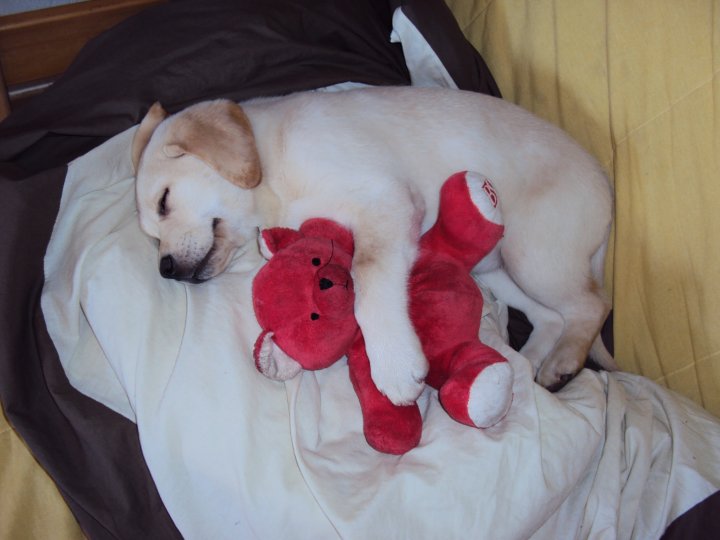 Résultat du concours photos "Mon chien avant sa 1ère bougie..." 14129_18