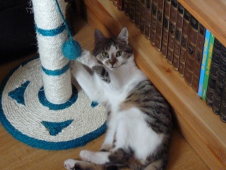 Fluffy / Gollum, 3 mois, petit bicolore - Page 2 P1000311