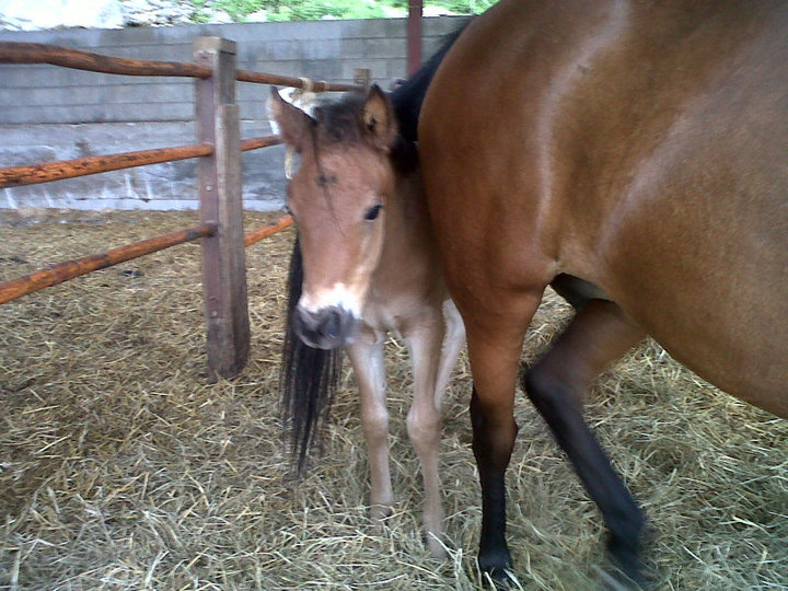 Les petits "A" de mon centre equestre <3 Daesse10