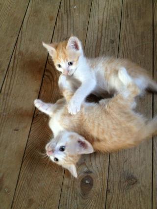 ISIO (chaton femelle rousse et blanche) Isio_e10