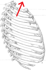 Orifice supérieur du thorax Thorax11