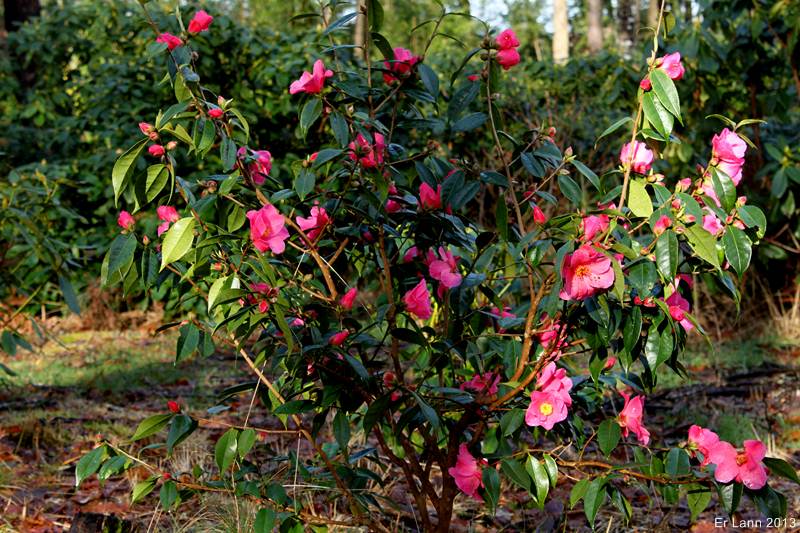 Les Camellias: variétés, floraison, culture. Saison 2012 - 2013 - Page 13 Img_9914
