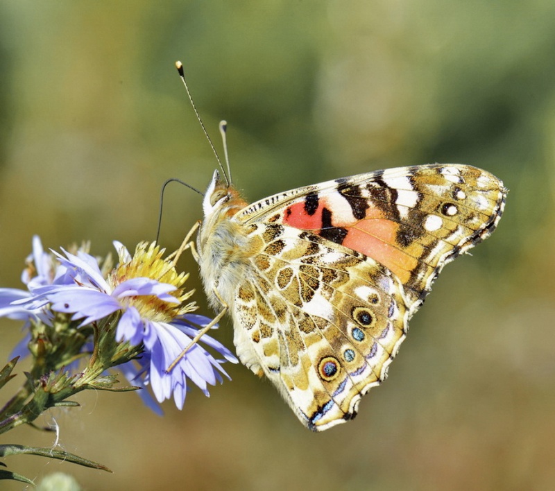 Papillon aujourd'hui. _aaa2912