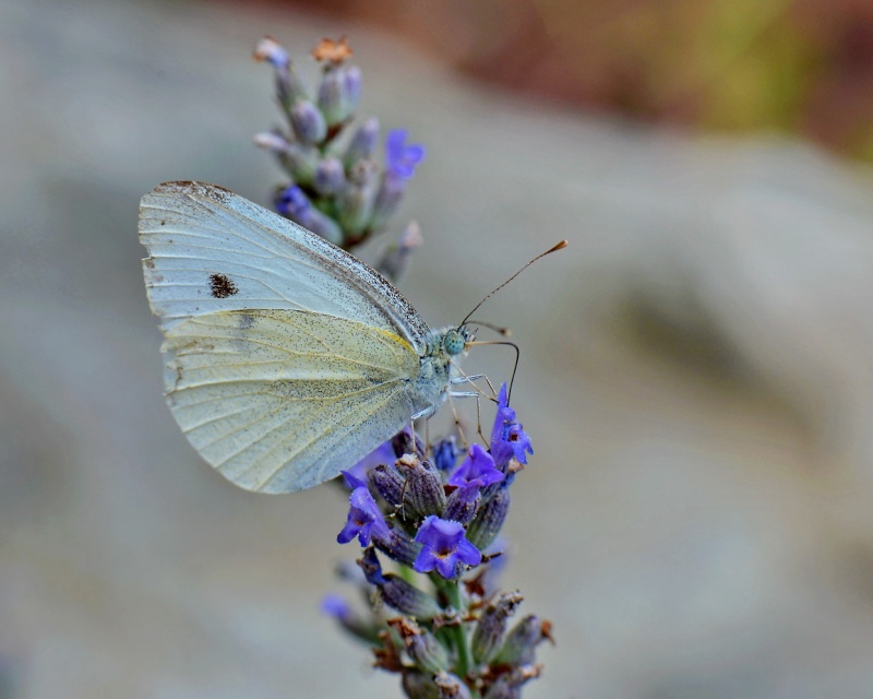 Papillon ,dernières. Aaa_1116