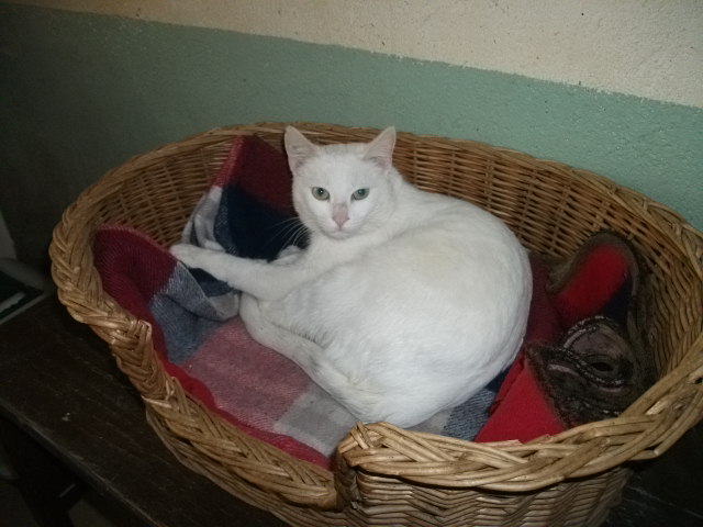 Leo trés beau chat  tout blanc super sympa 1 ans Dscf0510