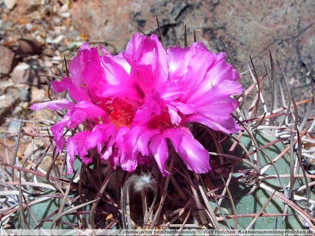 Gattung Echinocactus Echino13