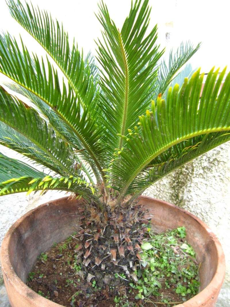 Cycas Img_2410