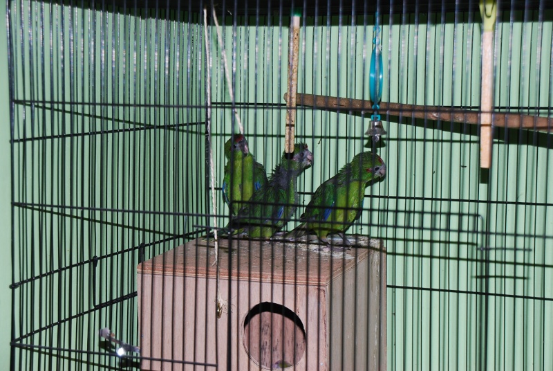 Mes oiseaux ! Dsc_2711