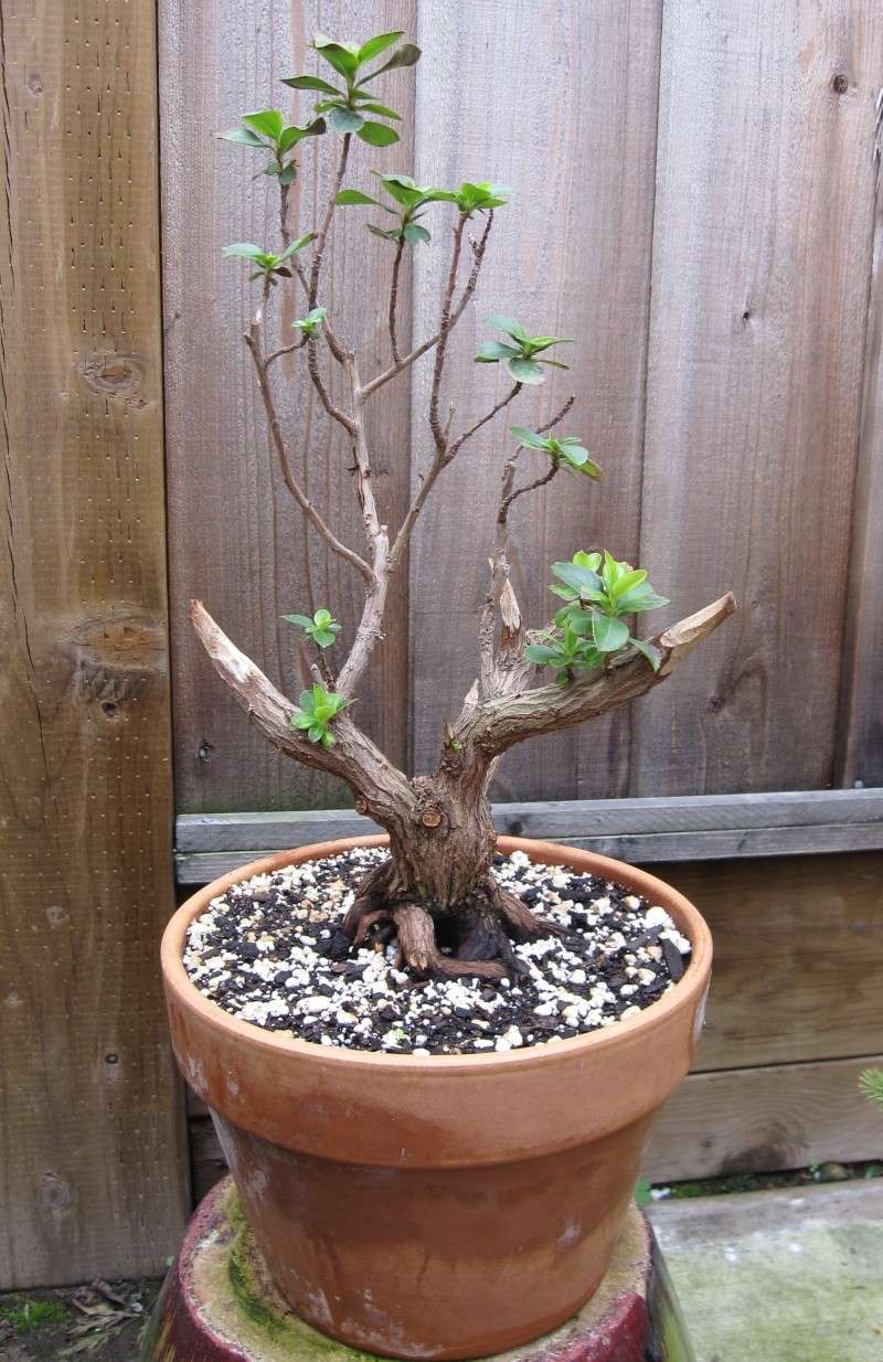 Is it a bonsai yet? Pruned10