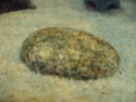 Taches jaunes dans l'aquarium (sable, galets, parois) 310