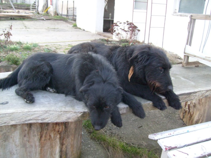 Neues Hundegesetz in Niedersachsen Mine_u10