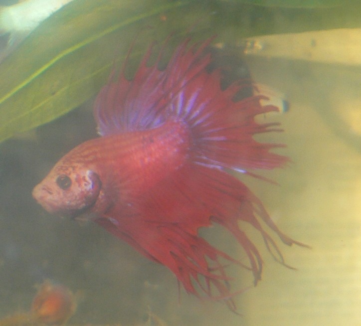 Quelle variété de betta L1130010