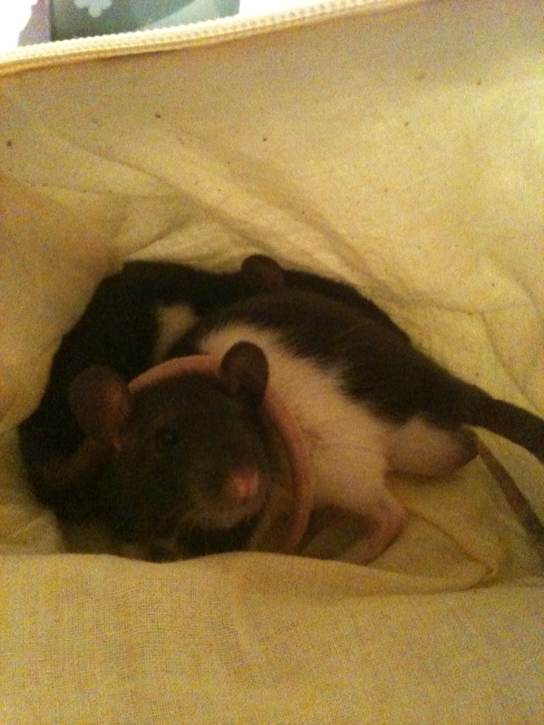 Attention les Rat'Cailles ! Photo_17