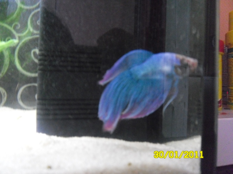 Pep's mon betta QV Sam_0813