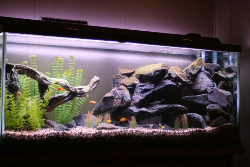 55 Gallon Malawi Tank Aquari11