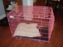 crate - Crate Training Dsc06510