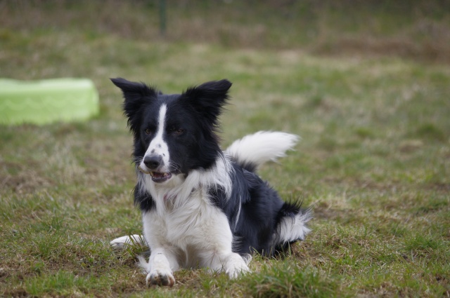 France/Epagny-Kenzo-border collie-mâle-17 mois en FA cherche sa nouvelle famille _igp0511