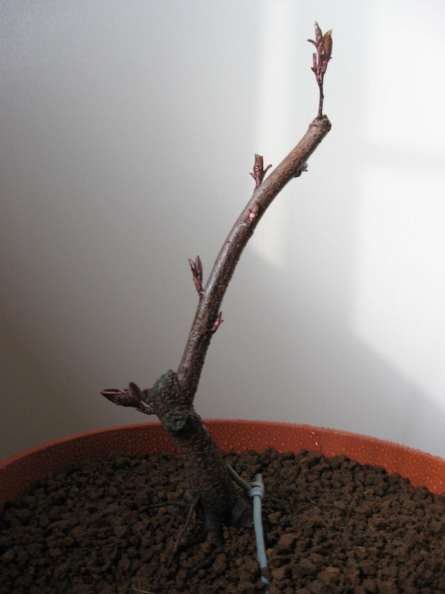 Il mio Prunus cerasifera - Pagina 3 Img_9317